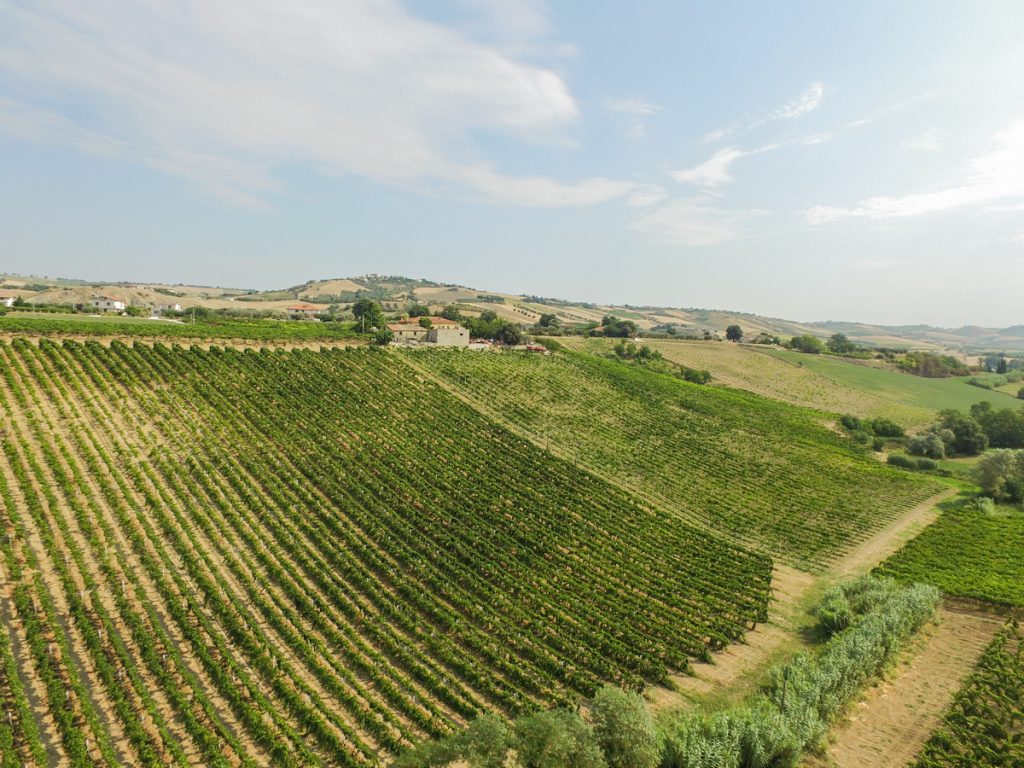 vigneti cugnoli-chiusa-grande-5
